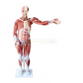 Model budowy mięśni człowieka